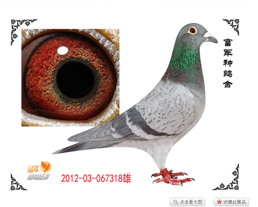 桑杰士系种鸽_富军鸽业中信网爱鸽商城