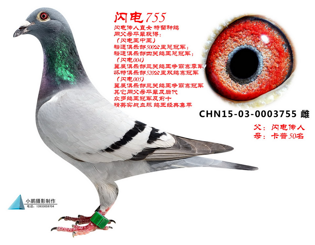 ɣʿ W늂ֱŮ755