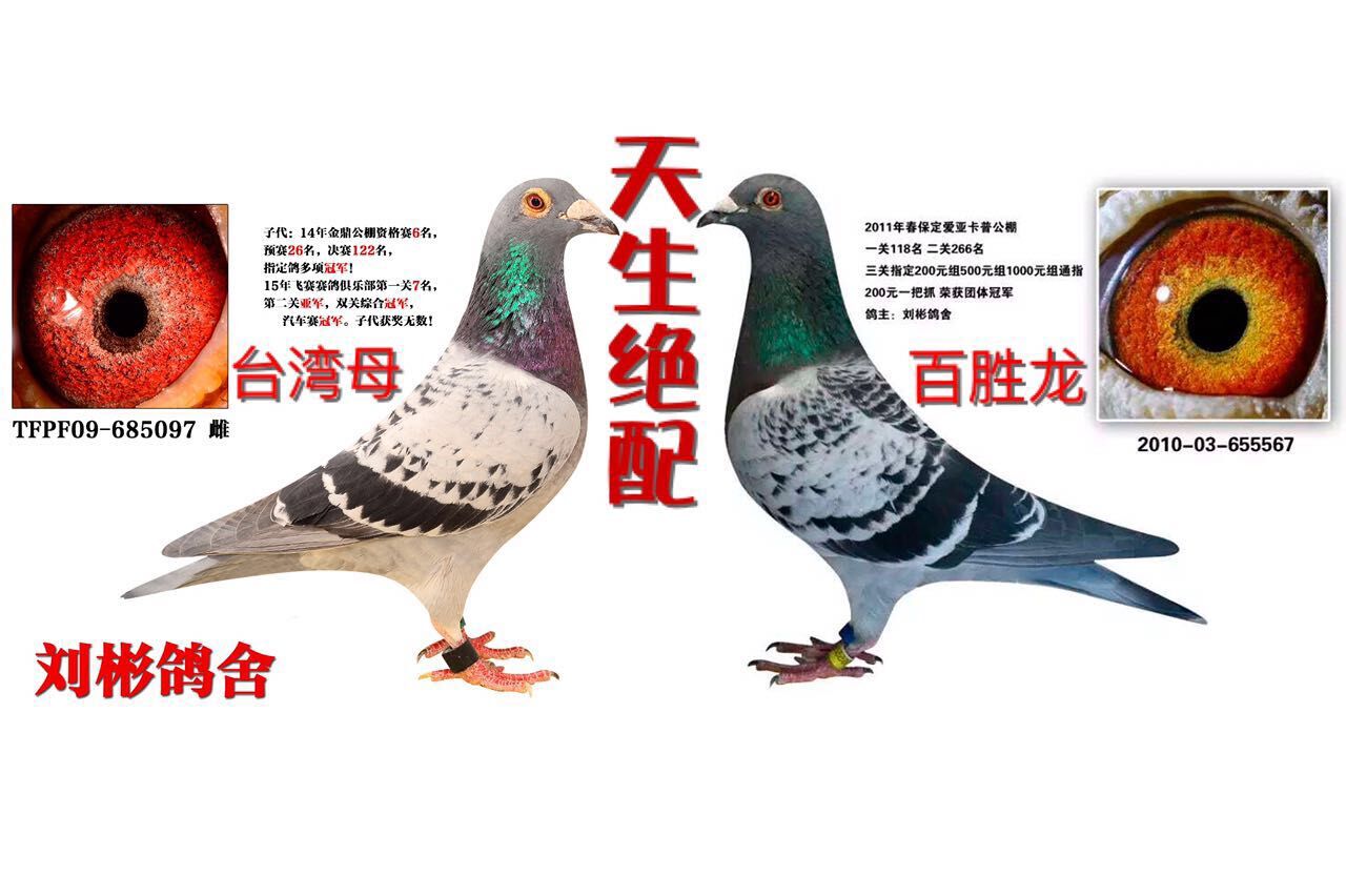天生绝配_刘彬鸽业-塔托联盟_ag188.com爱鸽商城_中国信鸽信息网