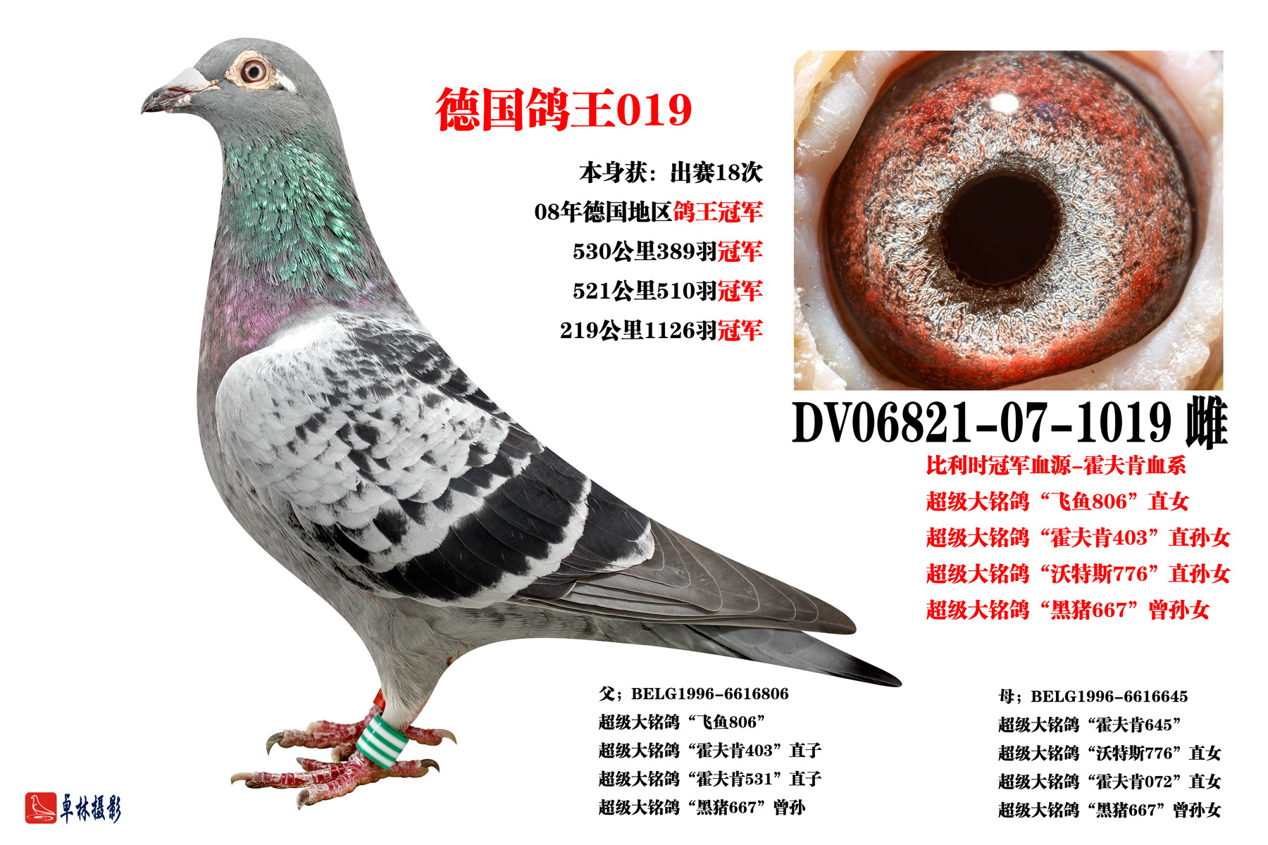 德国鸽王019_江西品翔鸽业_ ag188.com爱鸽商城_中国信鸽信息网