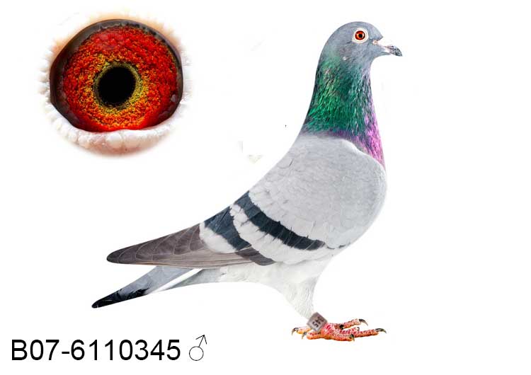 ˹345