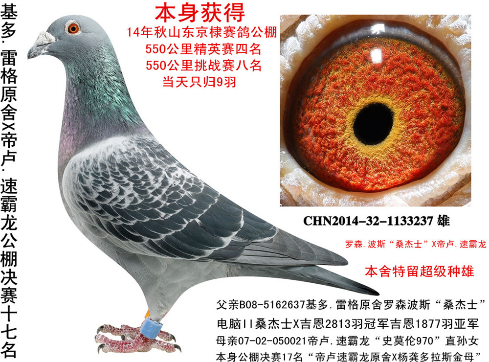 波斯桑杰士x帝鲁.速霸龙-翔龙鸽业-中信网爱鸽