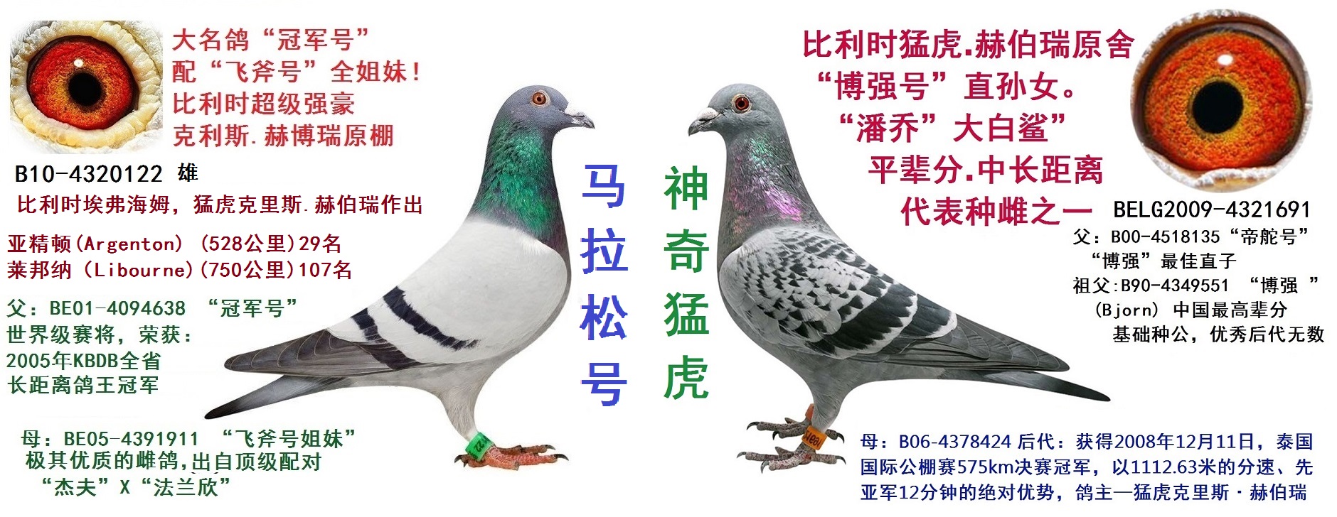 赫伯瑞原舍★神奇猛虎 “博强号”直孙女