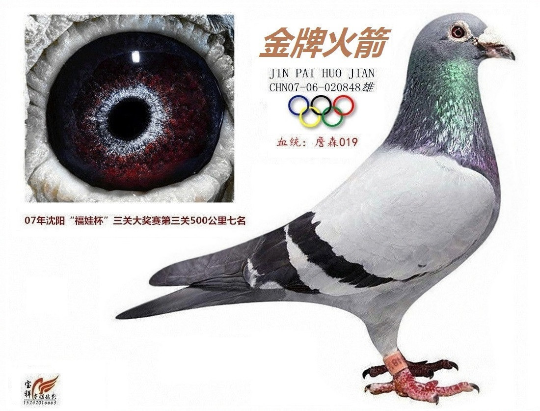 彼得曼德斯 詹森019_沈阳毅通鸽舍_ ag188.com爱鸽