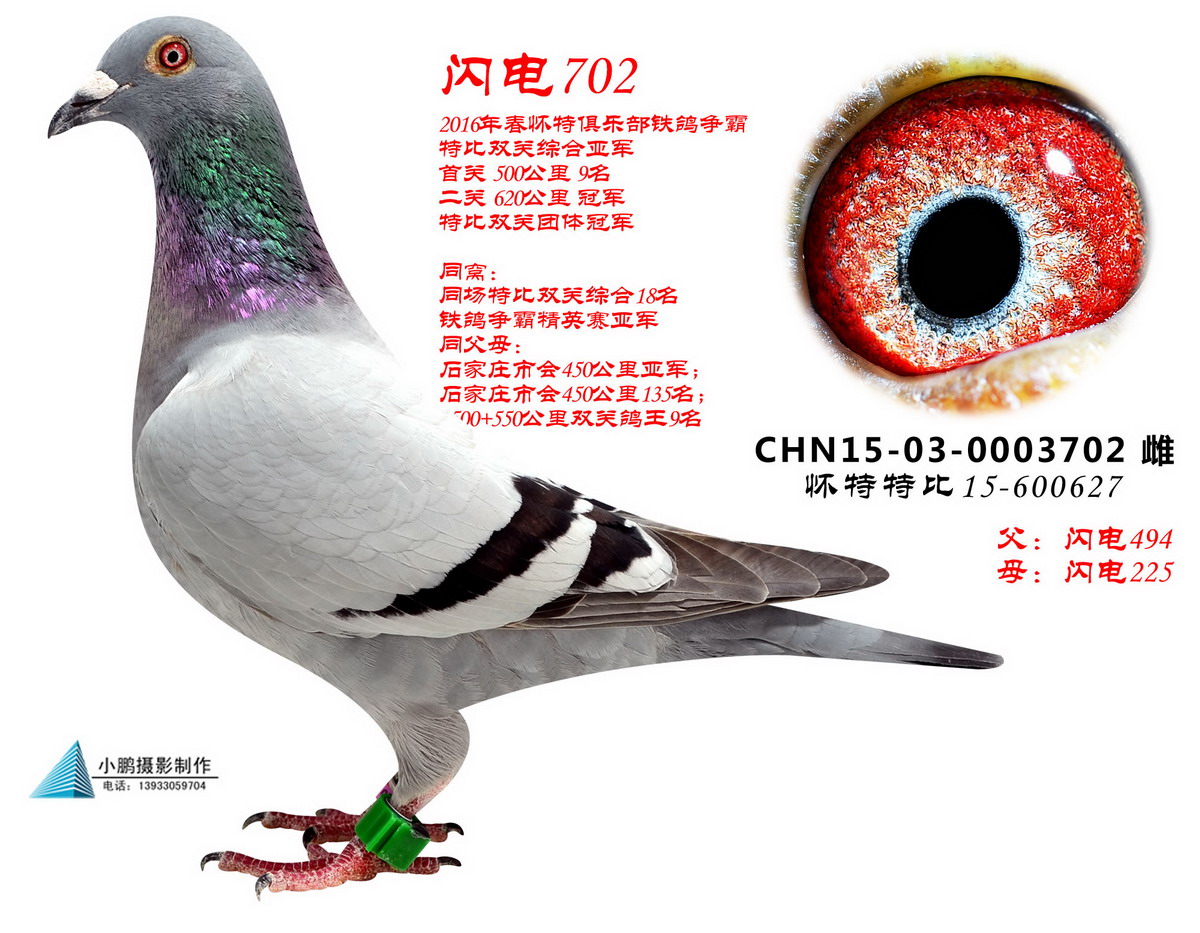 ɣʿ W702