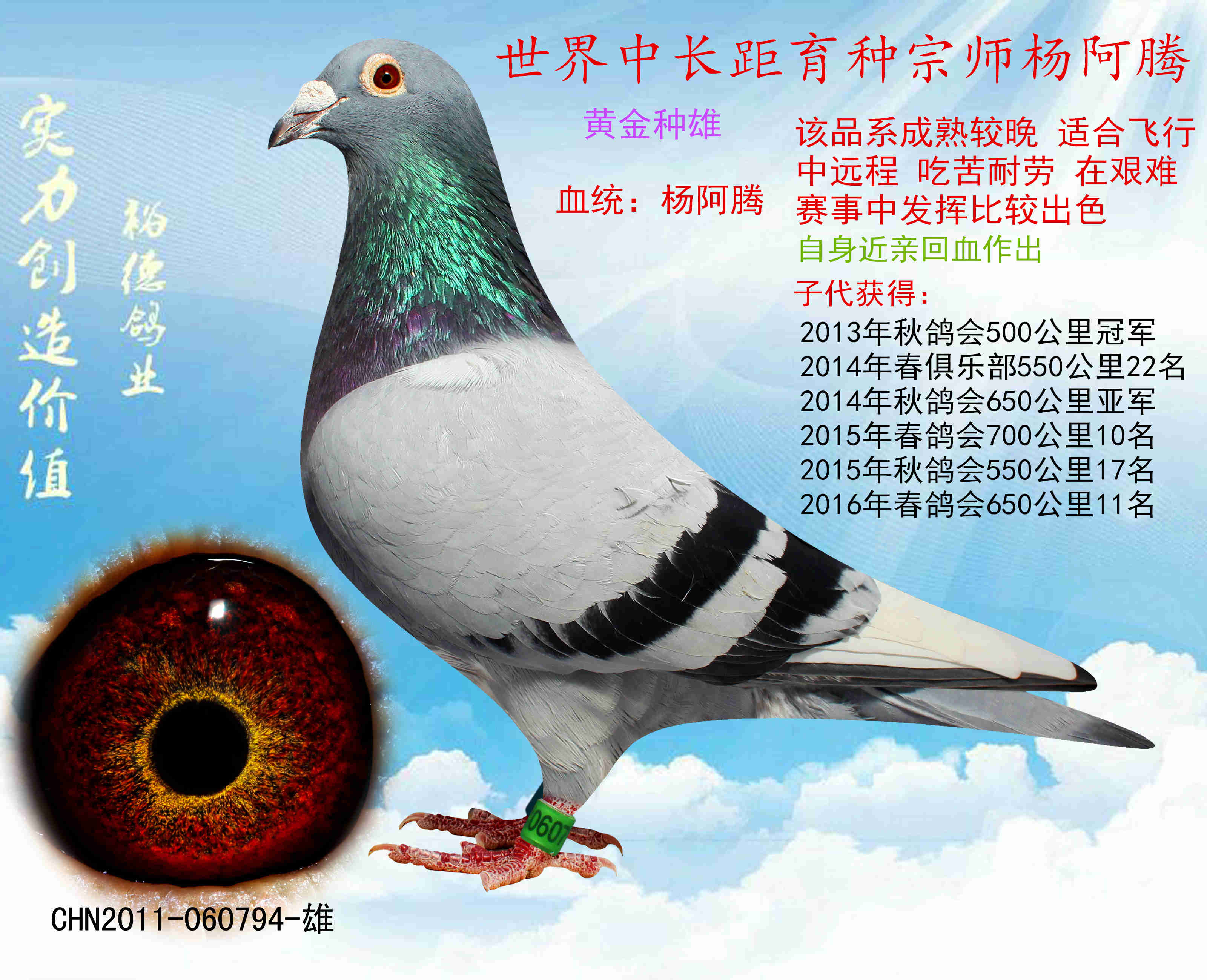 信鸽特征