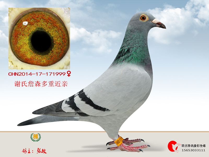 鸽 名: 好灰999                羽 色: 灰                眼