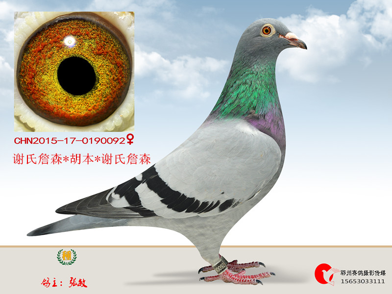 人 气:              次                血 统: 谢氏詹森*胡本