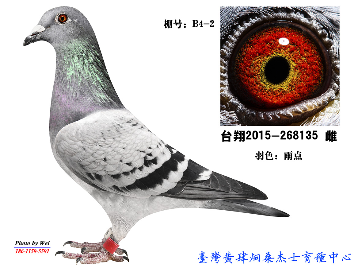 b4-2_台湾黄肆炯桑杰士-中信网爱鸽商城