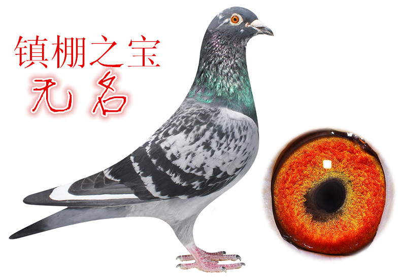 贺尔曼斯 展品分类