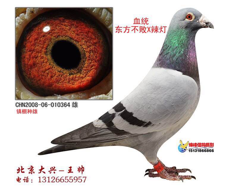 北京王帅鸽舍