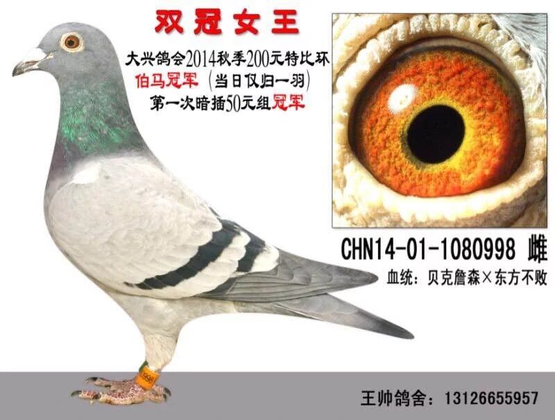 北京王帅鸽舍