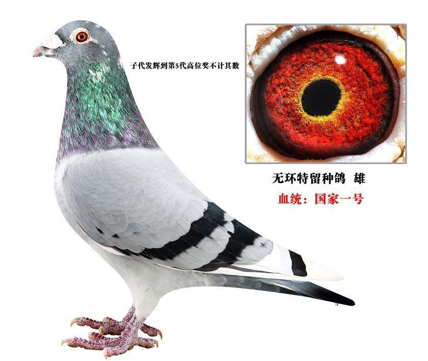 qq 鸽友圈 信鸽特征                  编 号: 459189