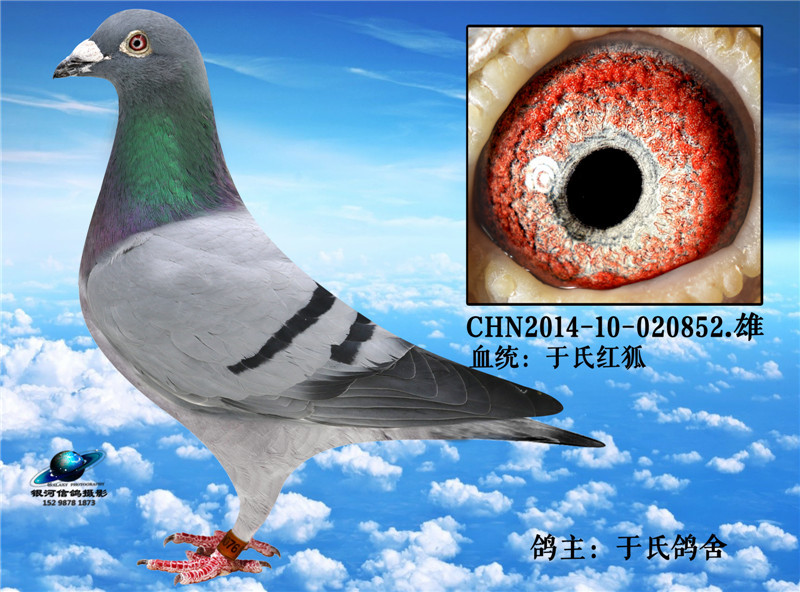 红狐配对