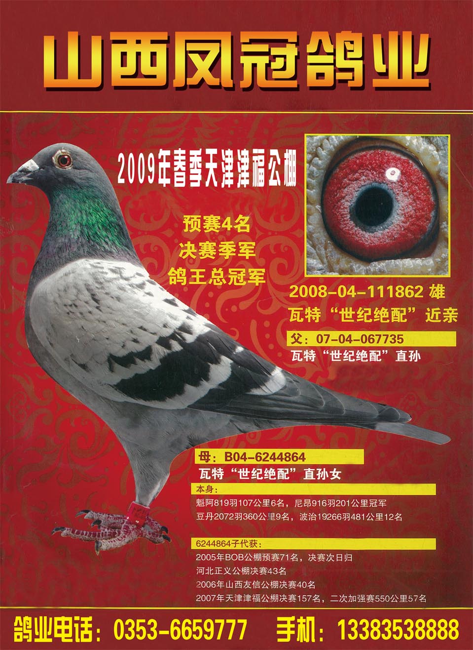世纪绝配-山西凤冠鸽业-中信网爱鸽商城