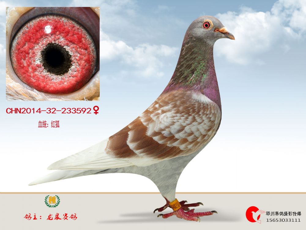 红狐