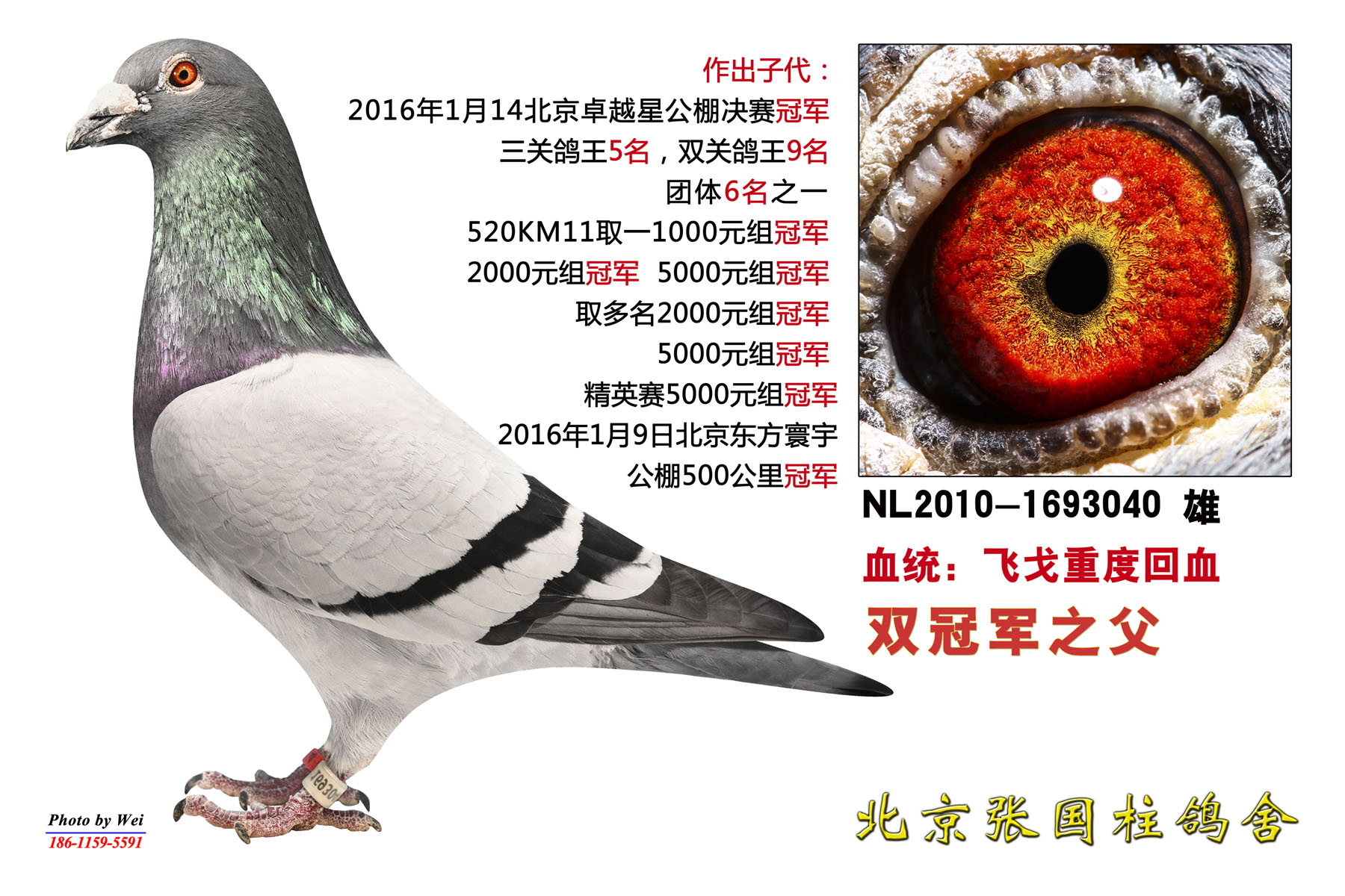 波西瓦小无敌直孙