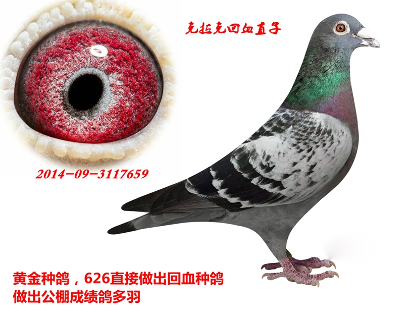 ֱ