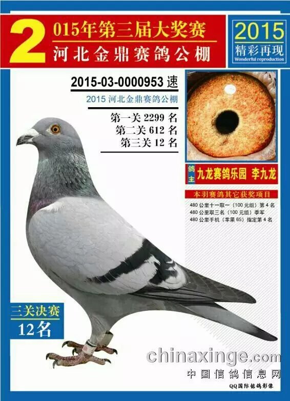 超级赛鸽