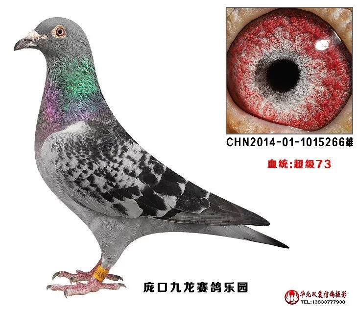 特留种鸽
