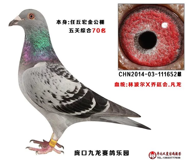 成绩鸽