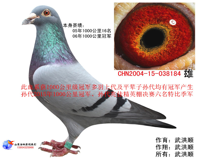 千公里冠军_武洪顺鸽舍_ ag188.com爱鸽商城_中国信鸽