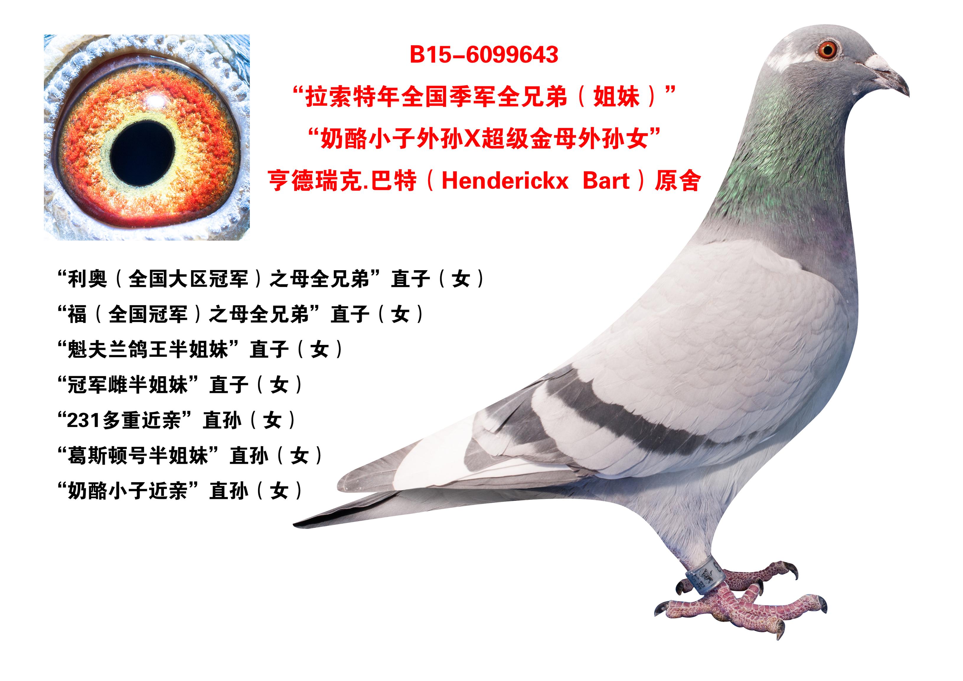 "拉索特年全国季军全兄弟(姐妹)"_晋宝翔_ ag188.