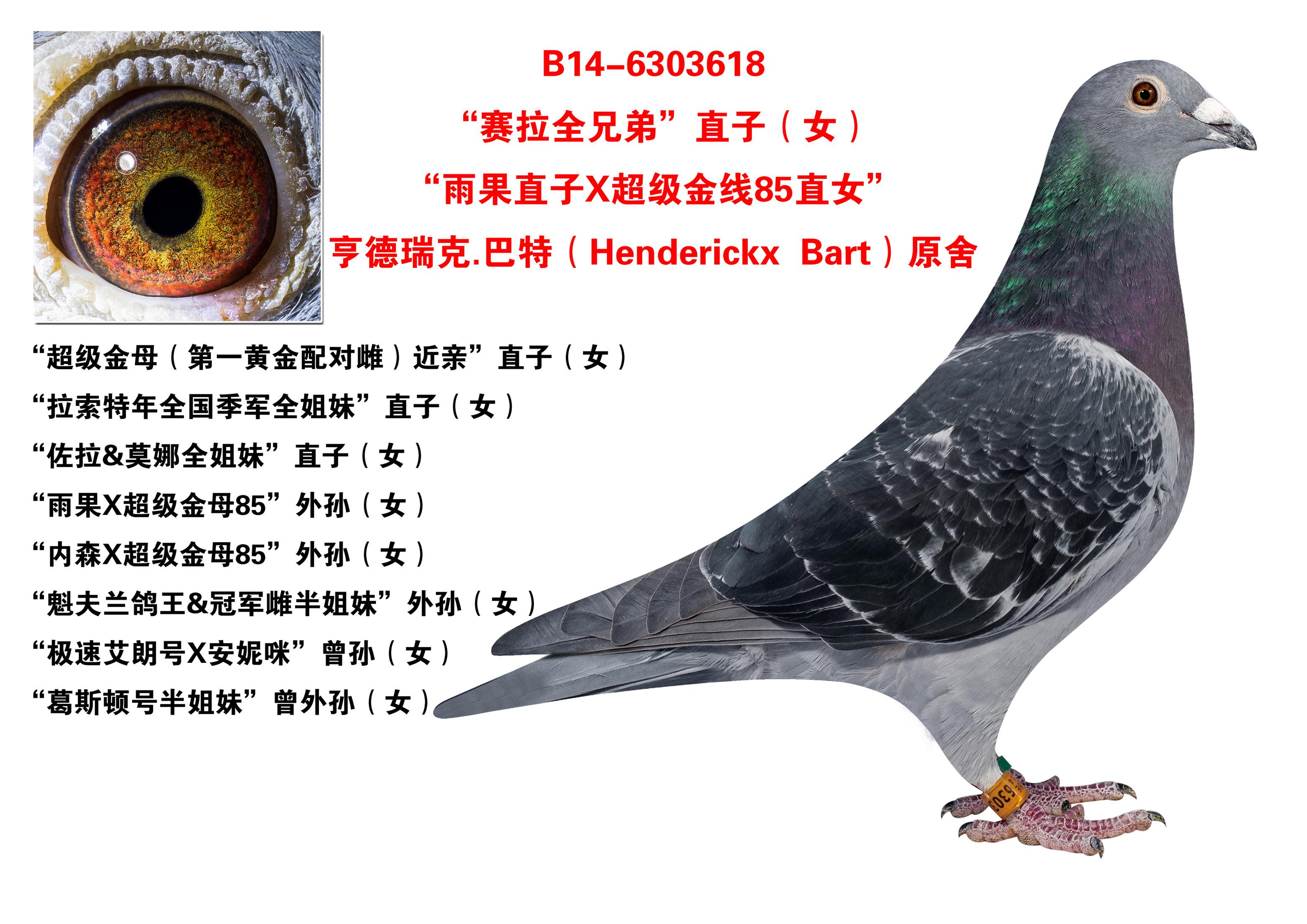 "赛拉全兄弟"直(女)_晋宝翔_ ag188.com爱鸽商城_中国信鸽信息网