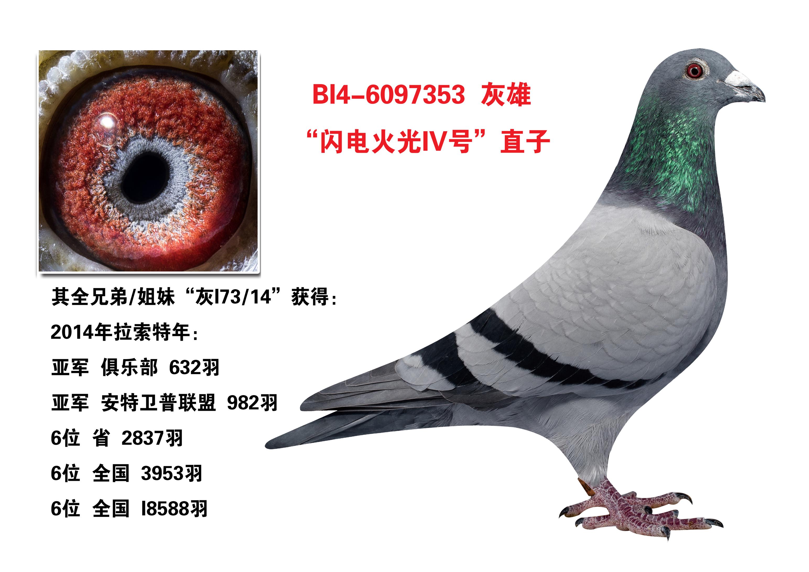 "闪电火光iv号"直子_晋宝翔聪胜-中信网爱鸽商城
