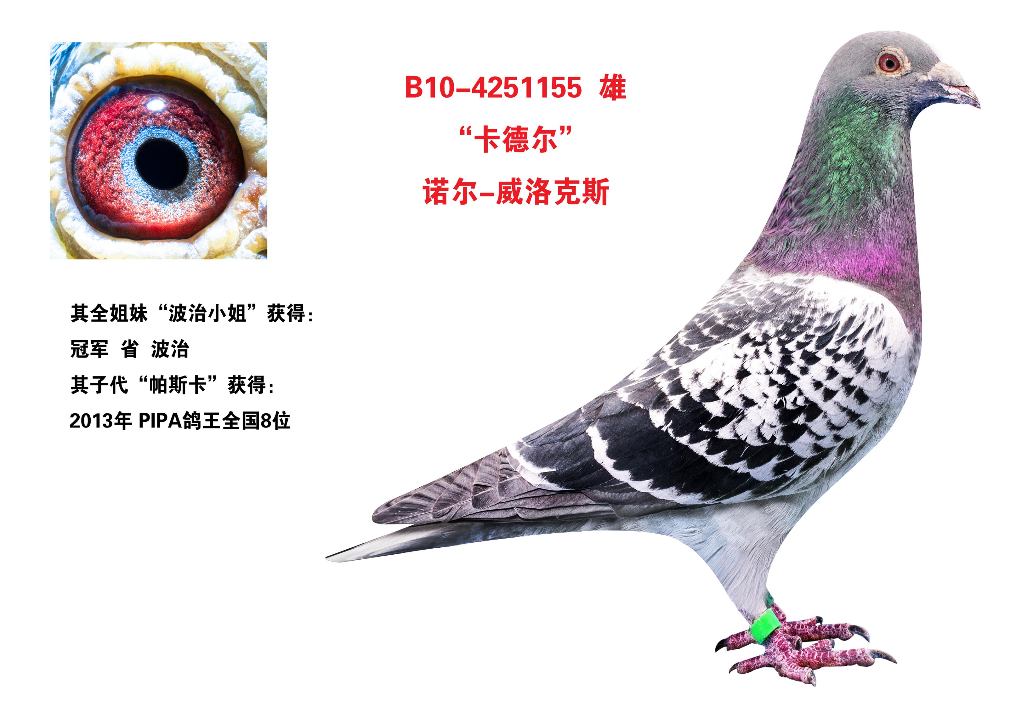 晋宝翔