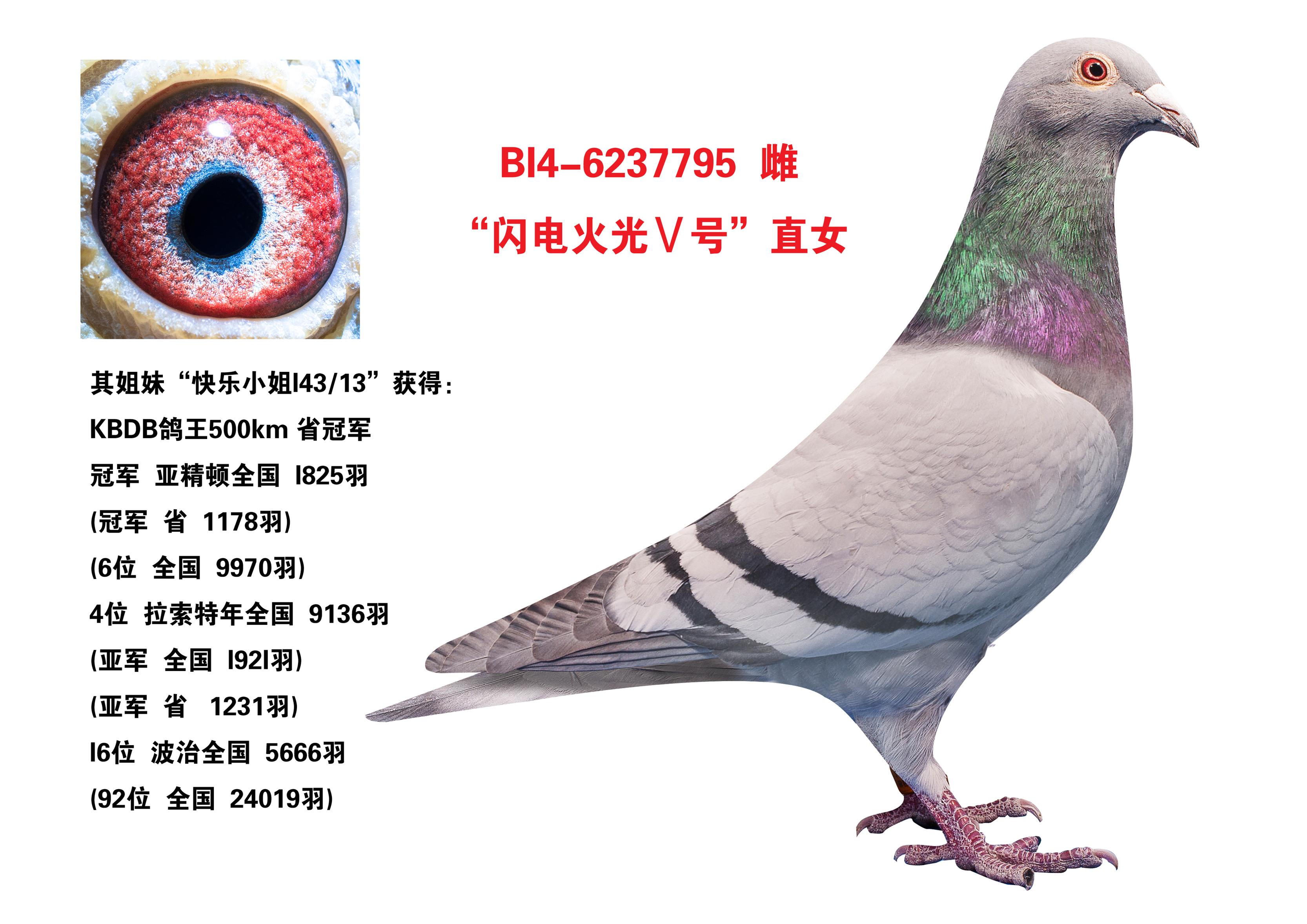 "闪电火光Ⅴ号"直女_晋宝翔聪胜-中信网爱鸽商城