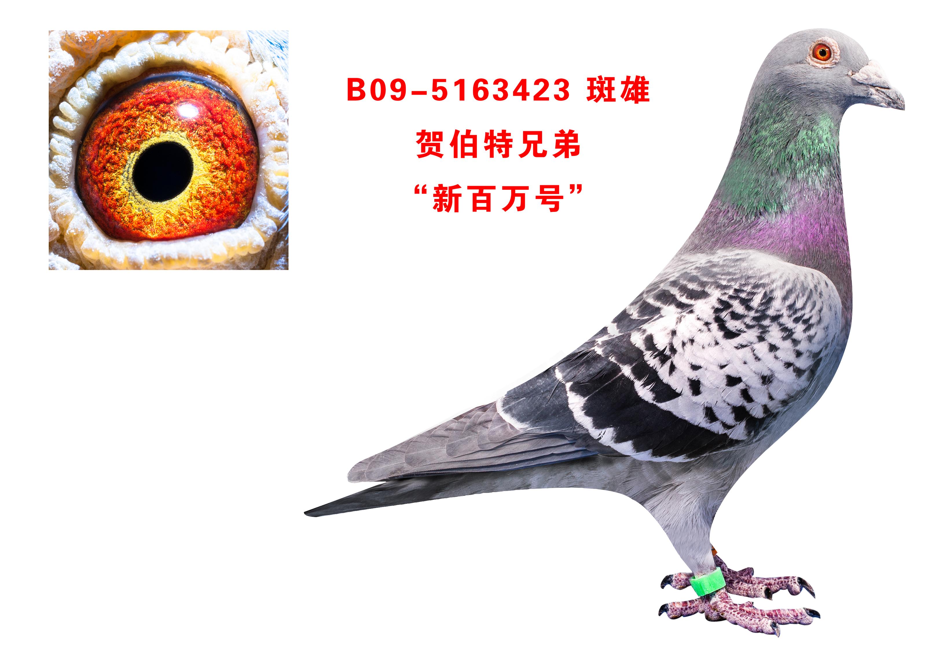 贺伯特兄弟 "新百万号"_晋宝翔_ ag188.com爱鸽商城_中国信鸽信息网