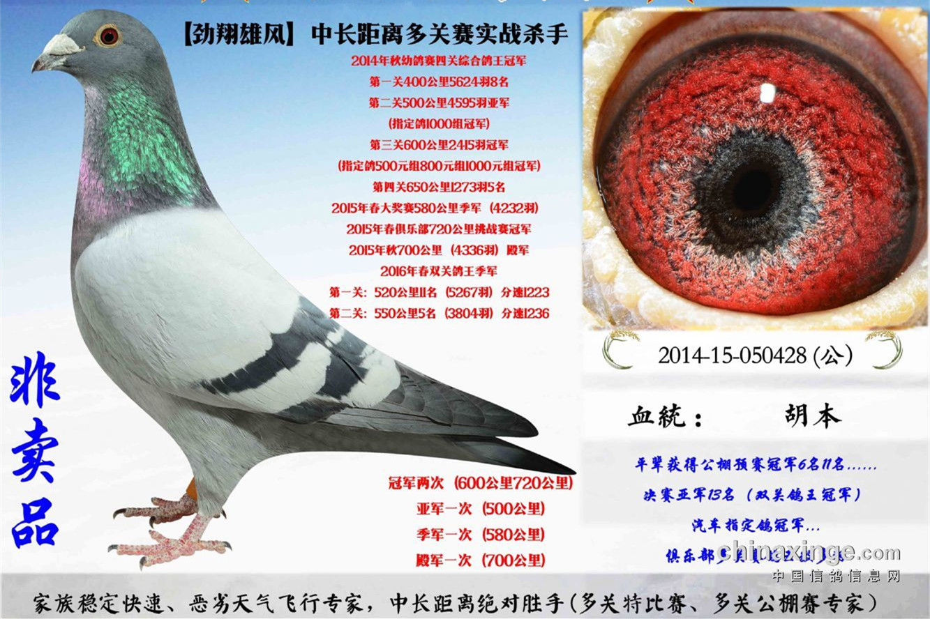 劲翔雄风