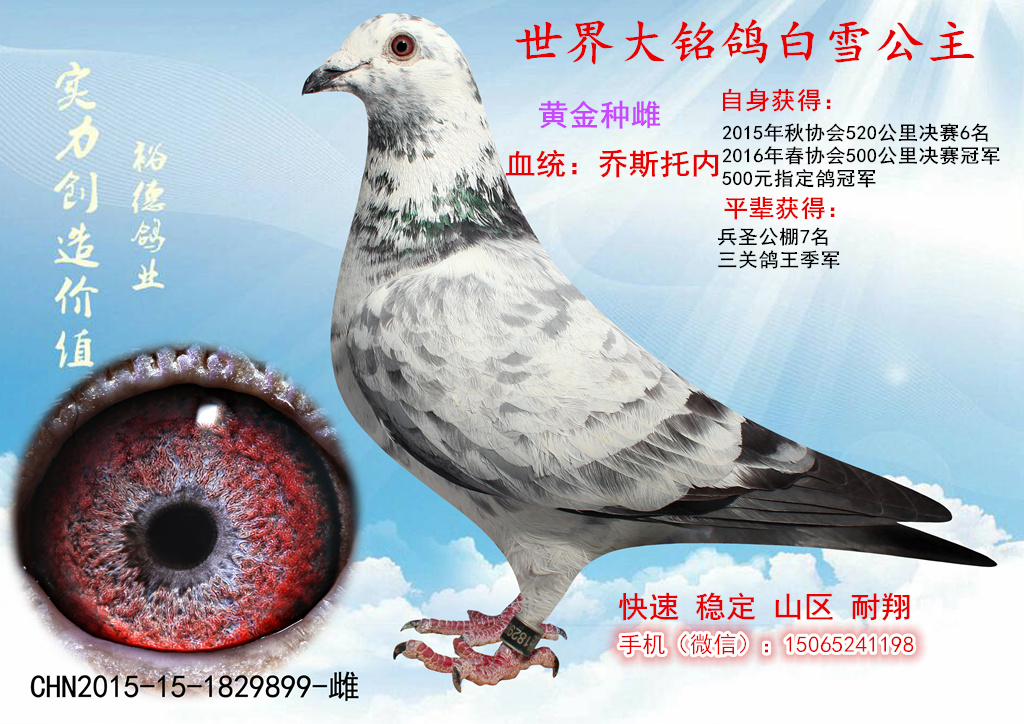 麒麟花王_裕德鸽业_ ag188.com爱鸽商城_中国信鸽信息