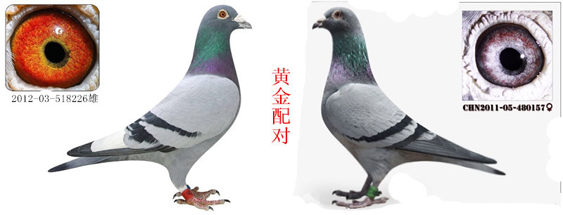 白腹号