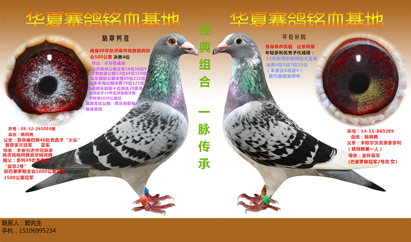 杨阿腾经典配对(非卖品)