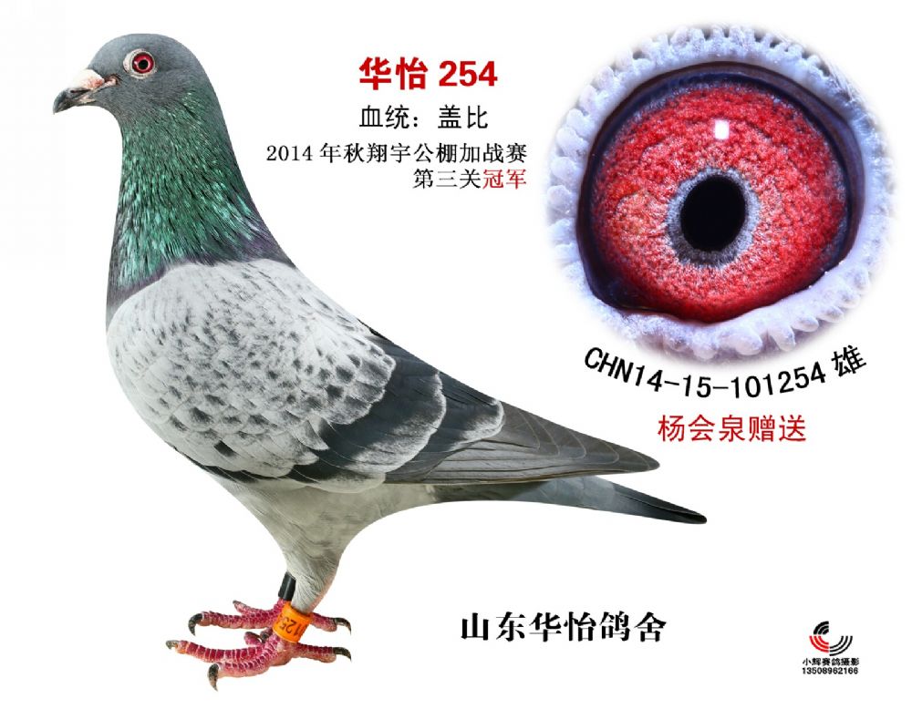 信鸽特征