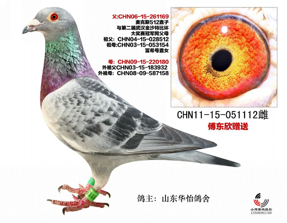 麦克斯512孙女