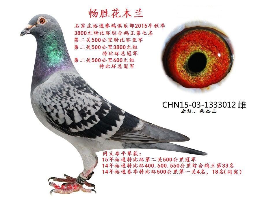 畅胜花木兰