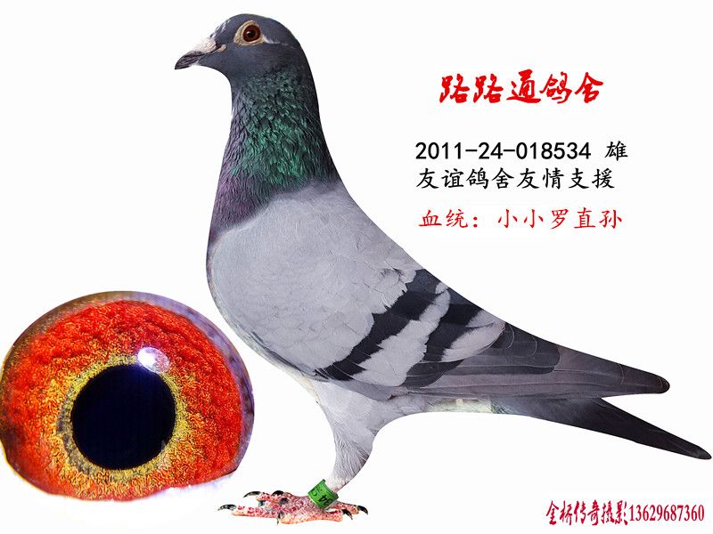 信鸽特征