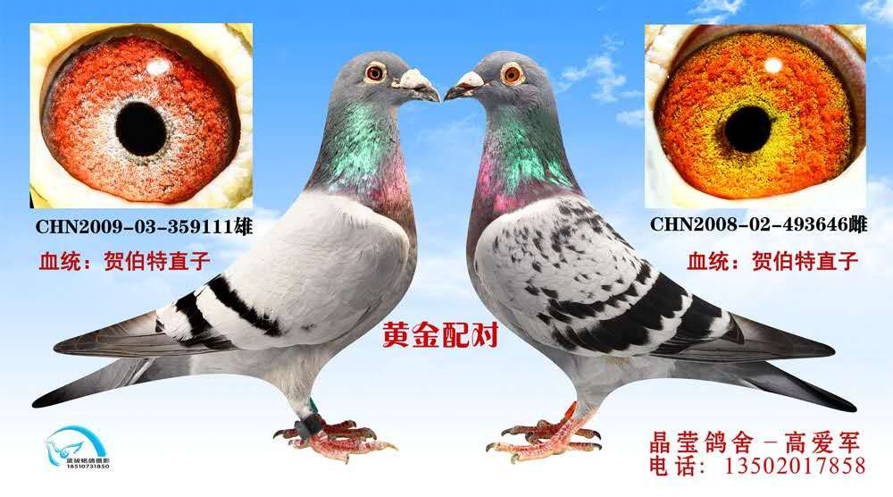 黄金配对06