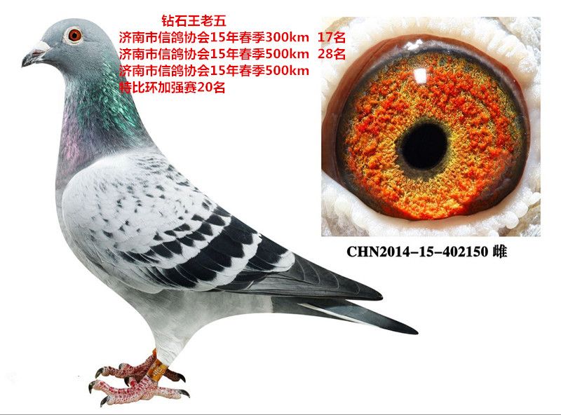 钻石王老五