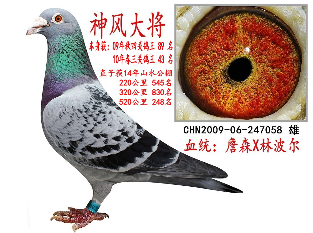 辽宁名家 鸽王_翔合友众-中信网爱鸽商城