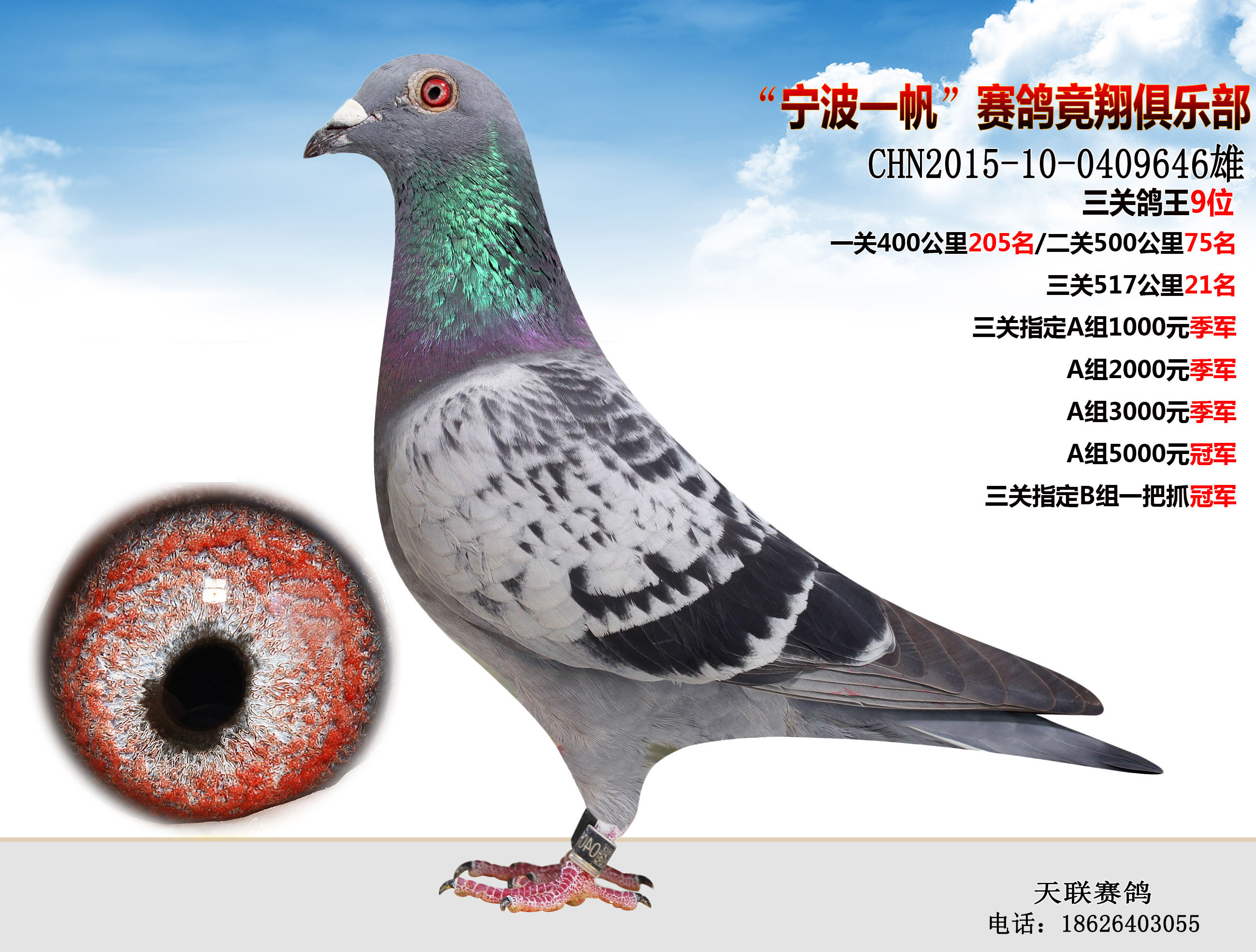 宁波一帆鸽王9名