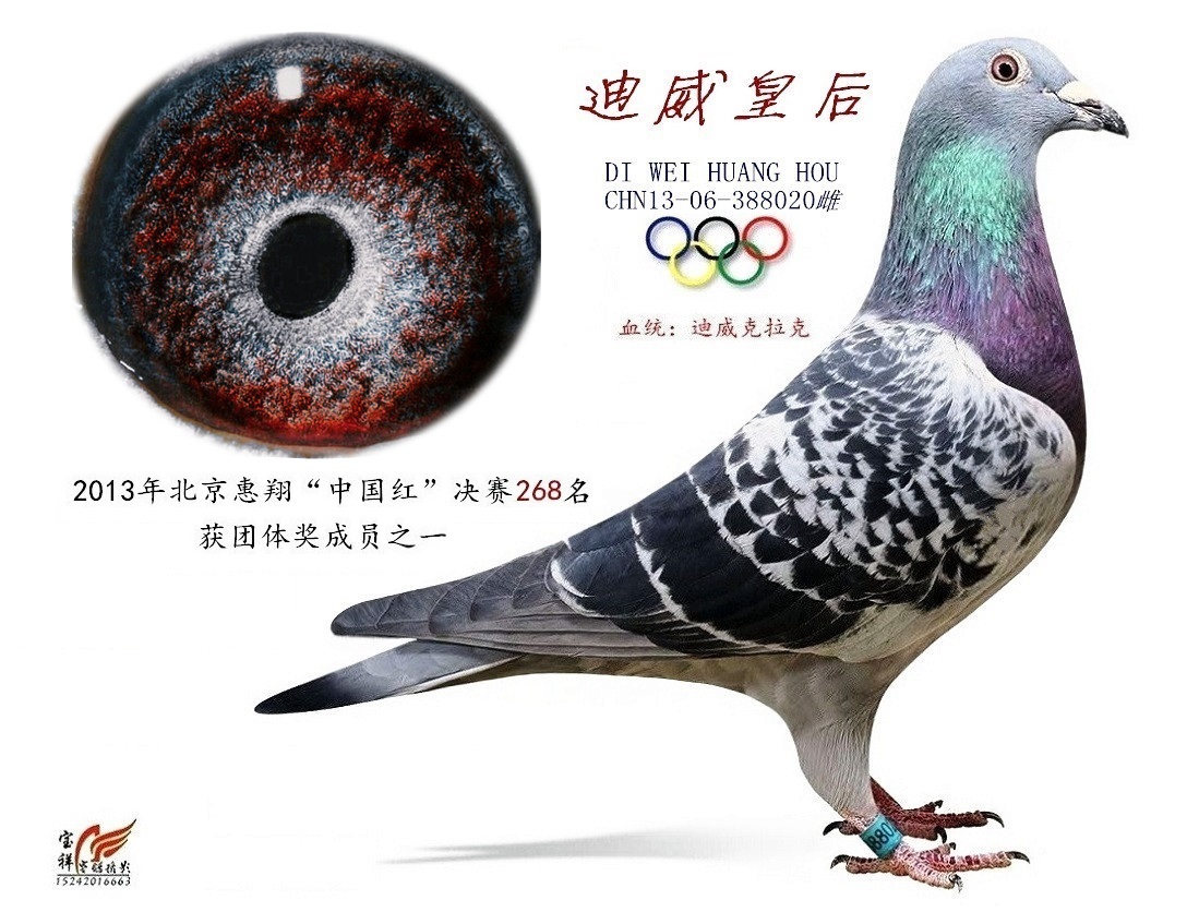世界超级种鸽“深斑杰夫”直子 - 北京卓越星