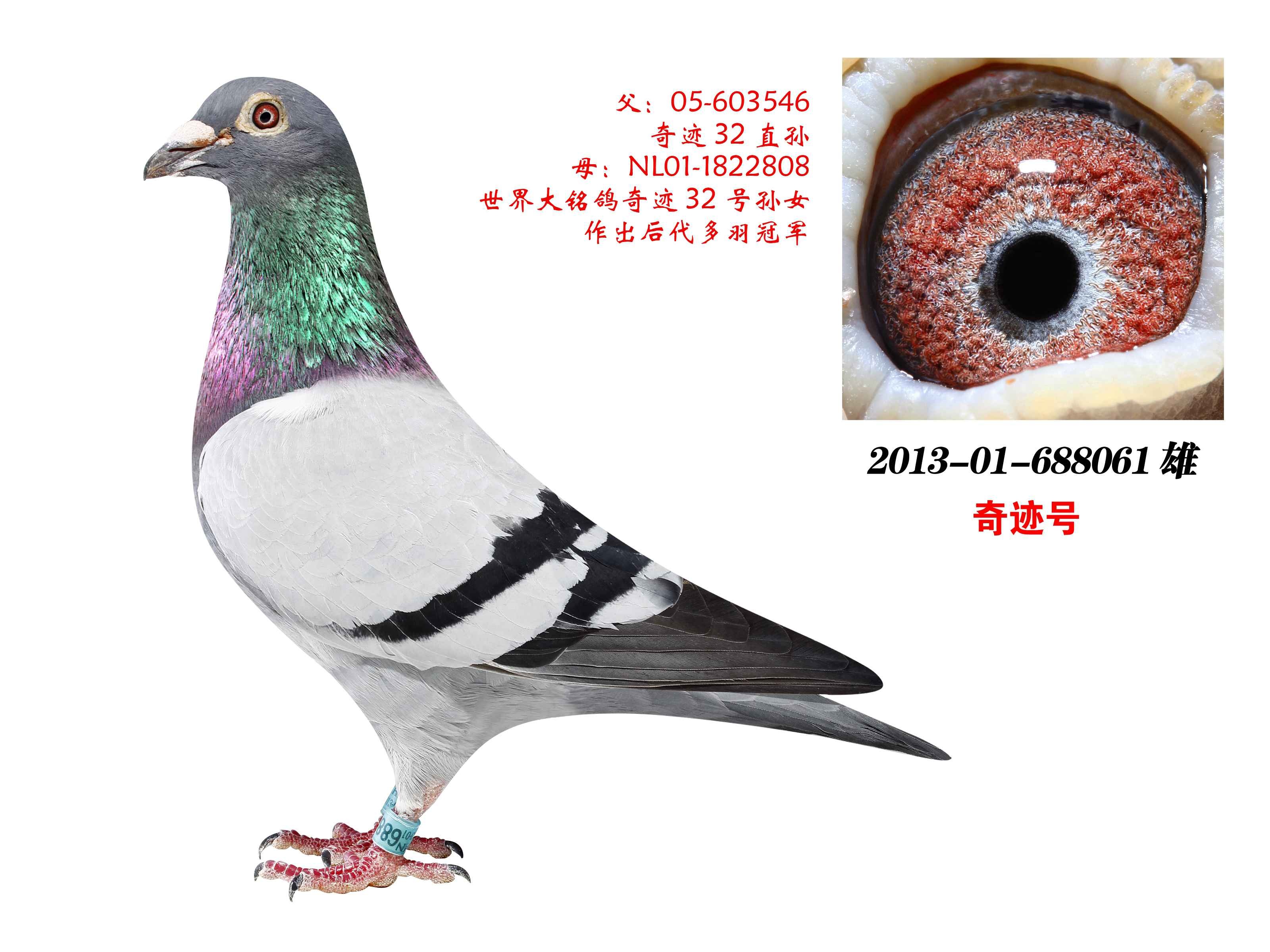 北京李连军