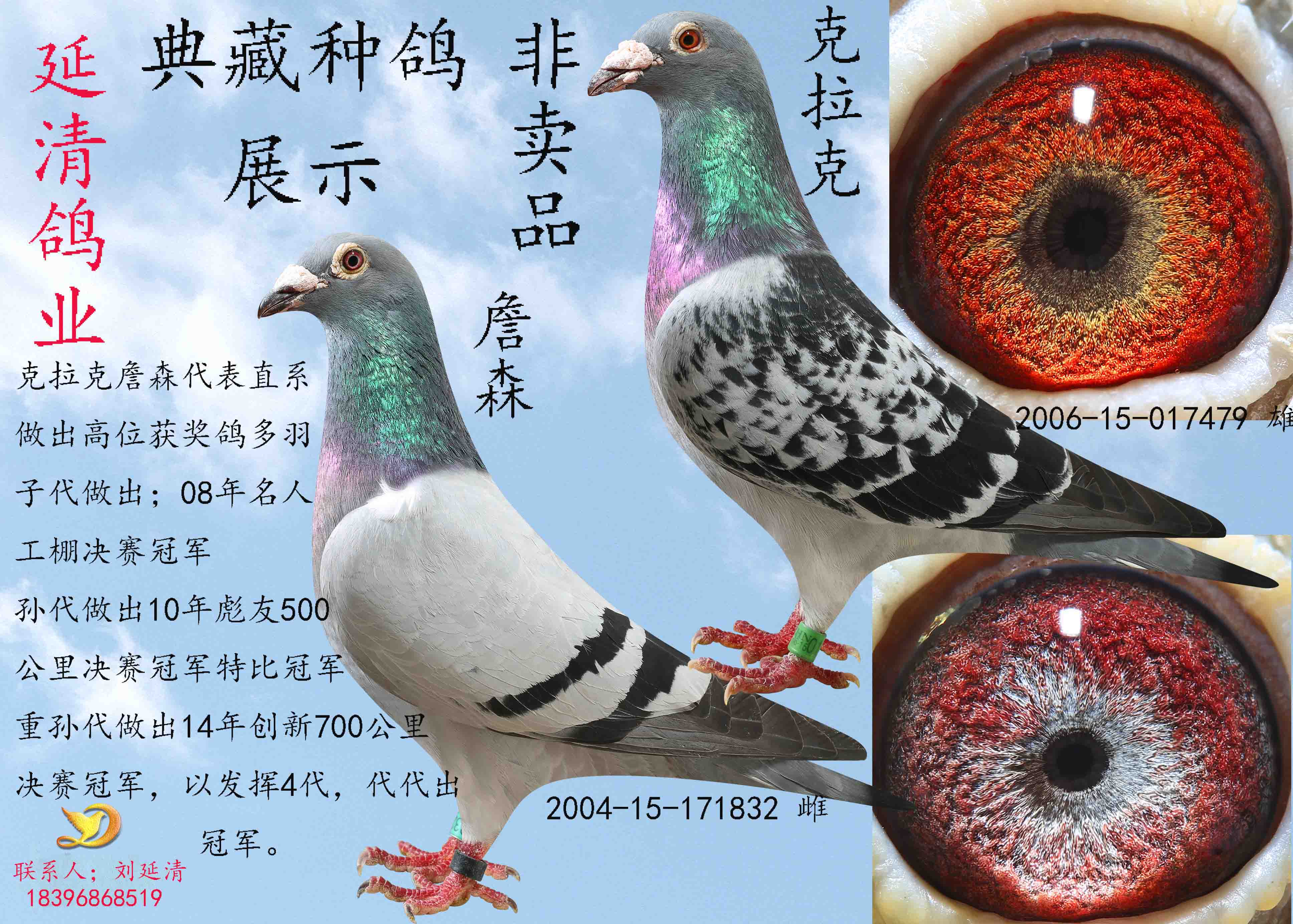 典藏种鸽
