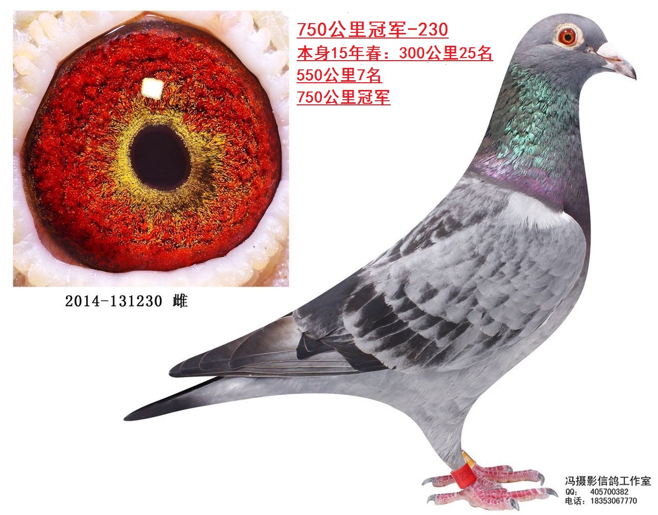 马克罗森斯750公里冠军230
