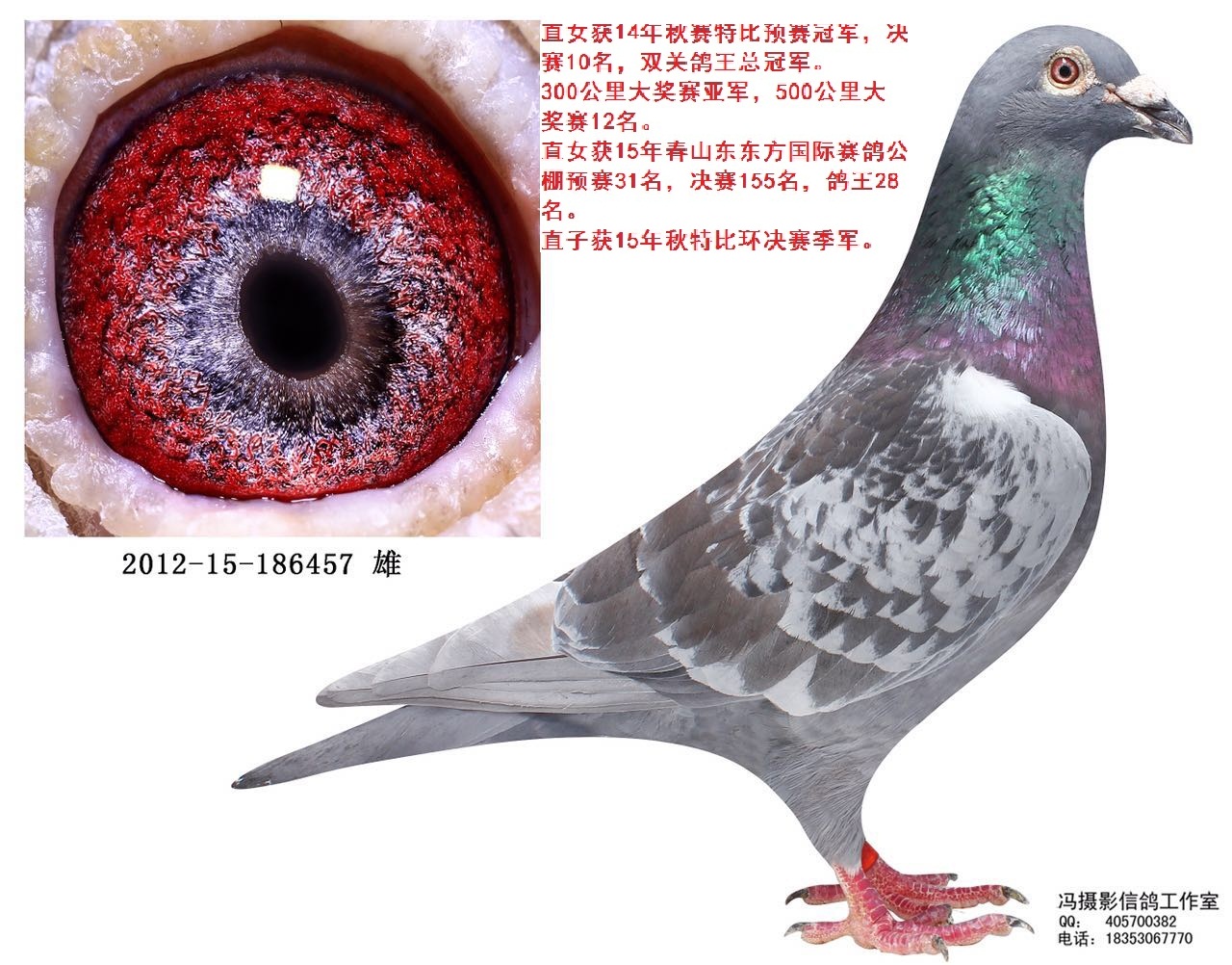 红鬃烈马已售