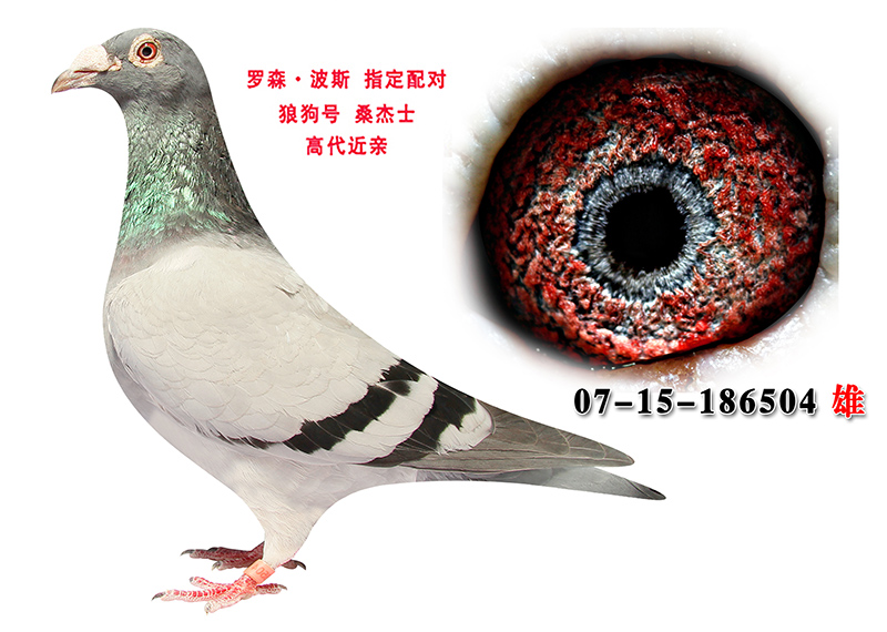 罗森.波斯 指定配对